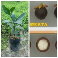 Pokok Hidup Manggis Mesta