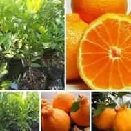 ready bibit jeruk dekopon okulasi tanaman buah jeruk pohon jeruk non