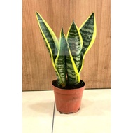 Alive Plant of Sansevieria Trifasciata "Snake Plant" 虎尾蘭