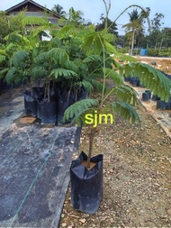 Anak Pokok Petai | 臭豆树苗 | Real Live Plant