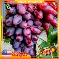 Anak Pokok Anggur Anggur Baikonur Grape Pokok Premium
