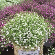 Baby Breath Gypsophila Flower -100 Seed  [Tanam Pasu] Biji Benih Bunga Gypsophila | 花种子 - 满天星