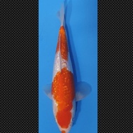 Ikan Koi Ginrin Kohaku Import Jepang Sertifikat Shinoda Code 45