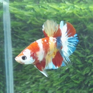 ikan cupang yellow base,avatar,koi,nemo