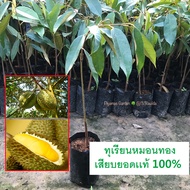 ต้นทุเรียนหมอนทอง เสียบยอด ส่งฟรีเคอรี่ ปลูก3ถึง4ปีออกลูก (ยินดีรับประกันสินค้าหากเกิดความเสียหายทุก