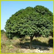➽ ❃ ▝ ☪ 1PCS Bay Leaf Seeds Laurel Plant Bayleaf Tree Seeds