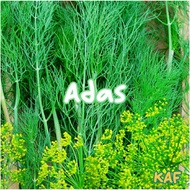 Biji benih Daun Adas Dill Leaves Herbs