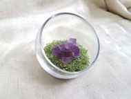 |葡萄藤| 紫水晶。橄欖石