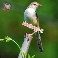 burung ciblek sawah jantan voer total rajin prospek mewah