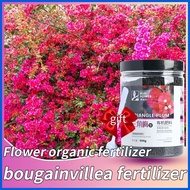 ◿ ☎ ◳ bougainvillea fertilizer 500g fertilizer for bougainvillea