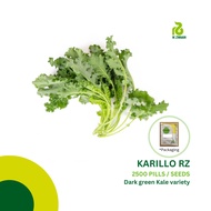 Rijk Zwaan Karillo RZ Dark Green Kale (2500 seeds)