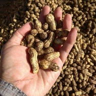 KACANG TANAH MENTAH BASAH 1 KG