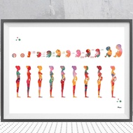 Pregnancy Stage Watercolor Poster Printing Fetal Development Gestational Age Printmaking Obstetrics 