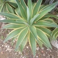 Agave Americana Variegata