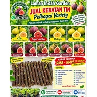 Keratan Pokok Tin Segar Dari Ladang.Megasale 9.9.CDA,DEANNA,,BRAZILIAN XP,SRH,MDA,SUPER JUMBO dan pe