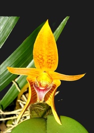 กล้วยไม้ หายาก สิงโตอาจารย์เต็ม ของแท้ สีส้มเข้ม Bulbophyllum smitinandii