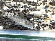 台北市-逍遙水族-除藻-除青苔-除黑毛藻-除絲藻-小猴飛狐