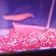 ikan arwana silver red ukuran jumbo 28/30 cm bodi mulus
