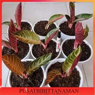 * Pried Of Sumatra anakan Beby - Aglonema Red Sumatra