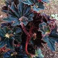 tanaman begonia black keong