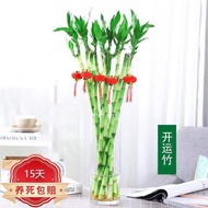 Ouya with Root Hydroponic Lucky Bamboo Lucky Bamboo Plant Hydroponic Curved Bamboo Transport Bamboo 