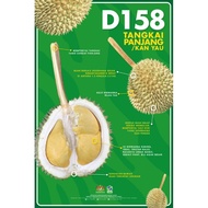 Anak Pokok Durian Tangkai Panjang