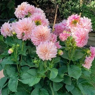 Dahlia Planting Ball Four Seasons Flower Potted Plant Indoor Outdoor Planting Dahlia Sweet Potato Fl