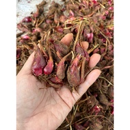 1kg(2-300 roots) Ginseng and onion seedlings