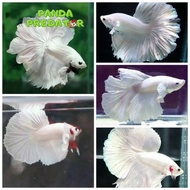 Cupang Halfmoon white platinum - ikan cupang warna putih