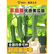 Dutch Fruit Cucumber Seed Seed Seedlings Summer Potted Plants Seedlings Autumn Cucumber Small Vegeta