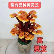 （（💕💕精品摆件收藏））活苗灵芝活体灵芝木本植物千年灵芝有助于安神睡眠的盆栽 5ZFF