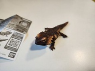 bandai 生物大圖鑑 犰狳蜥