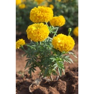 MKT - Yellow Marigold Plant / Pokok Bunga Tahi Ayam Kuning