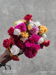 krokot rangkap jumbo isi 10 stek bunga