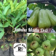 Bibit jambu air madu deli hijau okulasi jambu air madu delhi cepat berbuah jambu deli hijau