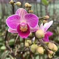 【 Singapore Stock 】Phalaenopsis Orchid Tissue-Cultured Seedlings | 1 Plant | Easy To Grow, Blooms In