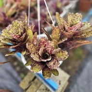 Mini Rare : Neo Caviar jenis Pokok berangkai mini by Gha Garden House