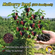 200Seeds/pack Dwarf Hybrid Variety Mulberry Fruits Seeds for Planting Fresh High Yielding Seeds Orna