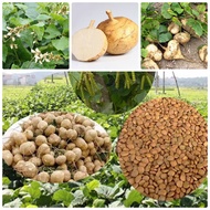 Package of 40 jicama seeds
