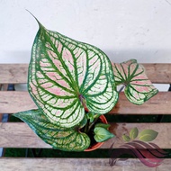 Caladium Tango by LS Group