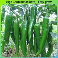 100 Seeds/pack SILI PANIGANG / Siling Haba / Hot Pepper Green / Bicol Express Chili Seeds