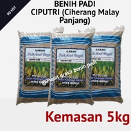 New Benih bibit padi CIPUTRI malay panjang kemasan 5kg