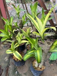 Berjaya Plant Nursery - Dracaena/Pokok Besi(Pokok Bunga Hidup/Pokok Hiasan Dalam Rumah/Real Live Indoor Plant)