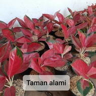 tanaman hias aglonema suksom - aglonema suksom plus pot