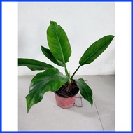 ◕ ✫ ☇ Green Orlando Philodendron