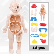 READY Educational Toys Human Body Organs Human Body Model STEM IPA SCIENCEscience LEARNING Human Bod