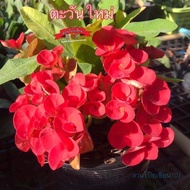 กิ่งชำโป๊ยเซียนสีแดง สายพันธุ์ “ตะวันใหม่” ดอกสีแดง ดอกใหญ่ กิ่งชำไม่ติดดอก ในกระถาง2นิ้ว