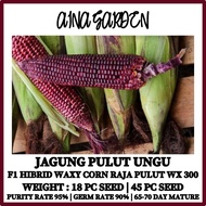 HSK [18pc/45pc] JAGUNG PULUT UNGU PURPLE F1 HIBRID WAXY CORN RAJA PULUT WX 300 | BIJI BENIH JAGUNG |