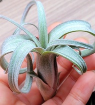 空氣草&花捲(🔥特價)#Tillandsia #空氣鳳梨 #Airplant