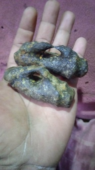 bambu petuk fosil